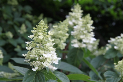 Hydrangea paniculata