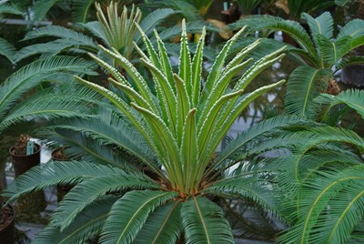 Cicas palm